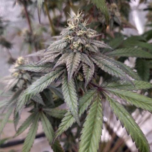 NoriCake - GreenHouseSeed. Week 12