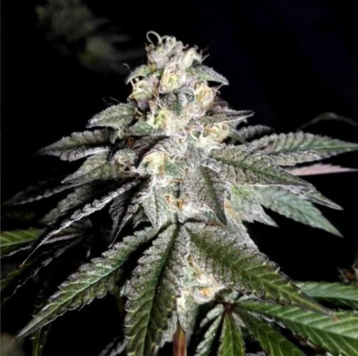 NoriCake - GreenHouseSeed. Week 12