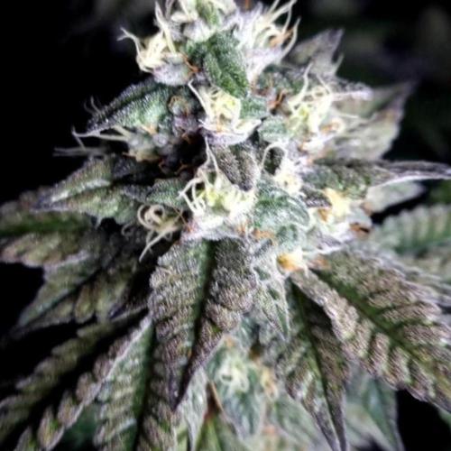 NoriCake - GreenHouseSeed. Week 12