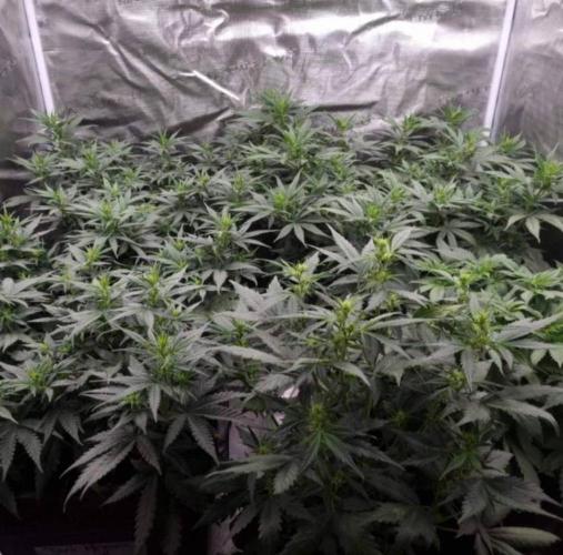 JackHerrer - GreenHouseSeed. Week 6