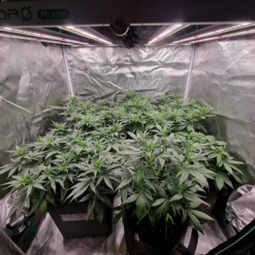 JackHerrer - GreenHouseSeed. Week 6
