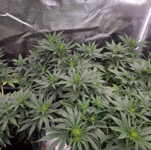 JackHerrer - GreenHouseSeed. Week 6