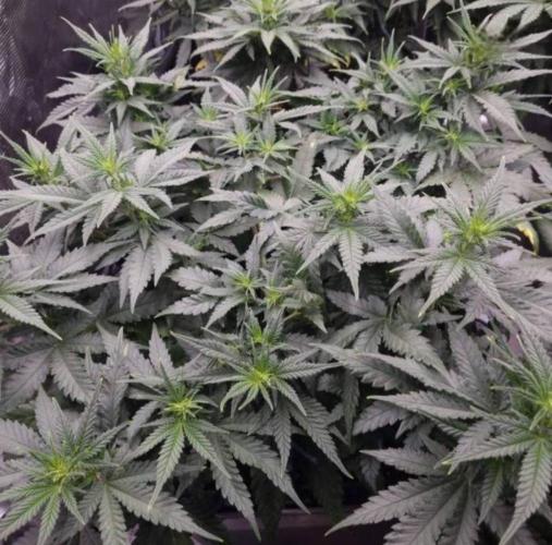 JackHerrer - GreenHouseSeed. Week 6