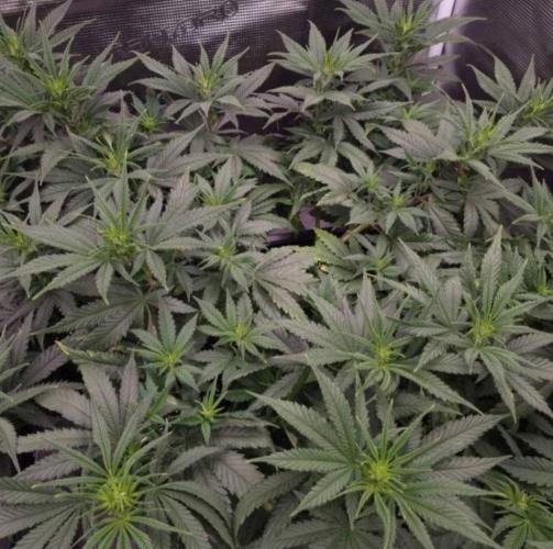 JackHerrer - GreenHouseSeed. Week 6