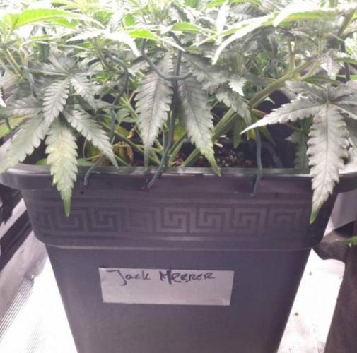 Jack Herer. Week 6