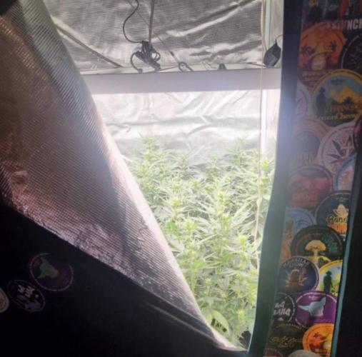 JackHerrer - GreenHouseSeed. Week 7