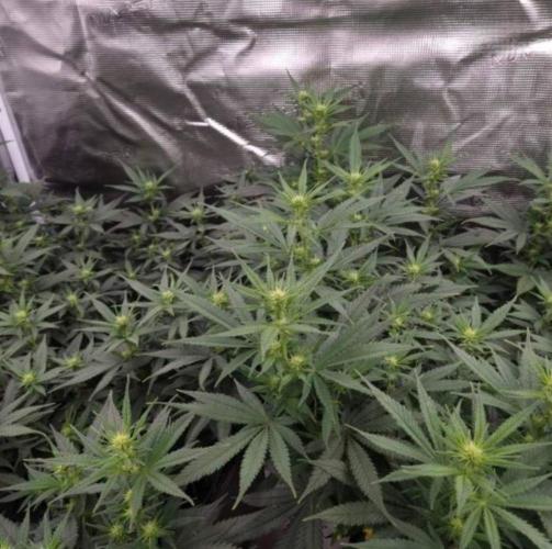 JackHerrer - GreenHouseSeed. Week 7