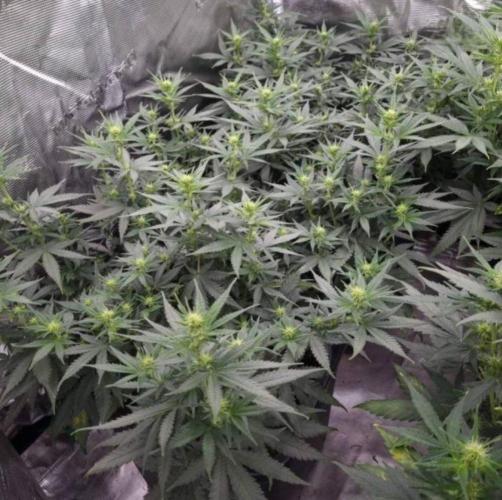 JackHerrer - GreenHouseSeed. Week 7