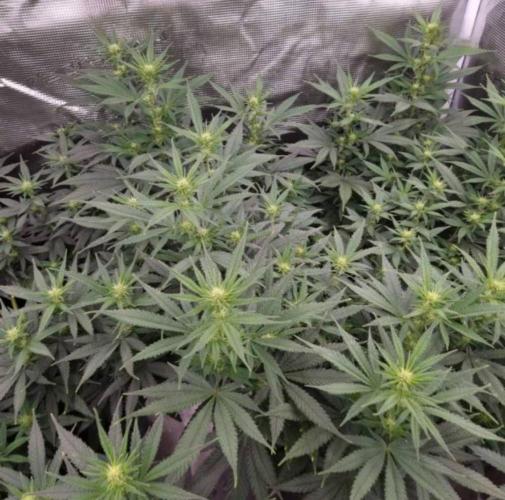 JackHerrer - GreenHouseSeed. Week 7