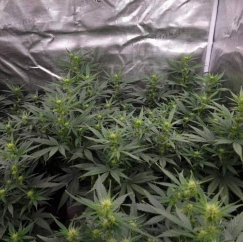 JackHerrer - GreenHouseSeed. Week 7