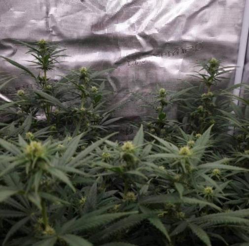 JackHerrer - GreenHouseSeed. Week 8