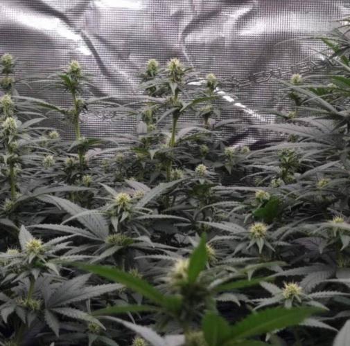 JackHerrer - GreenHouseSeed. Week 8