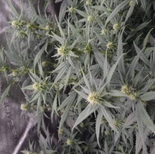 JackHerrer - GreenHouseSeed. Week 8