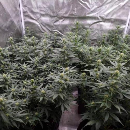 JackHerrer - GreenHouseSeed. Week 8