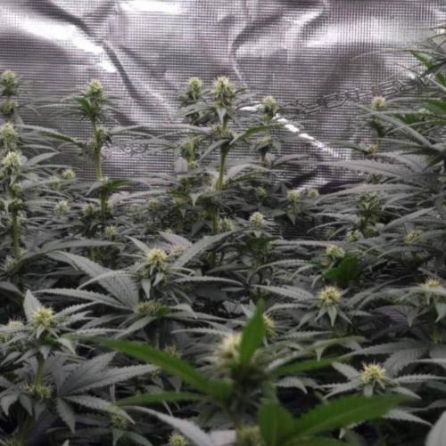 Jack Herer. Week 8