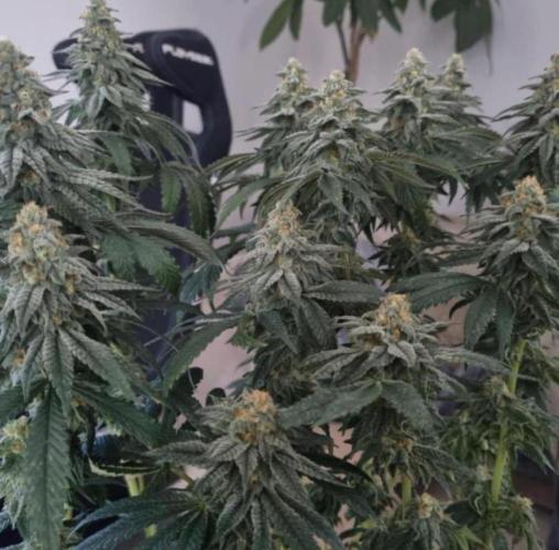 NoriCake - GreenHouseSeed. Week 13