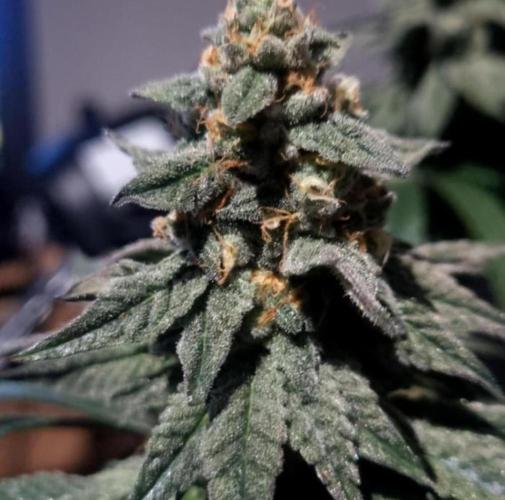 NoriCake - GreenHouseSeed. Week 13