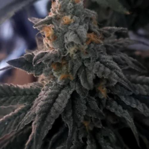 NoriCake - GreenHouseSeed. Week 14