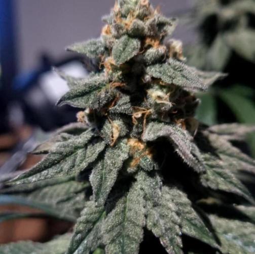 NoriCake - GreenHouseSeed. Week 14