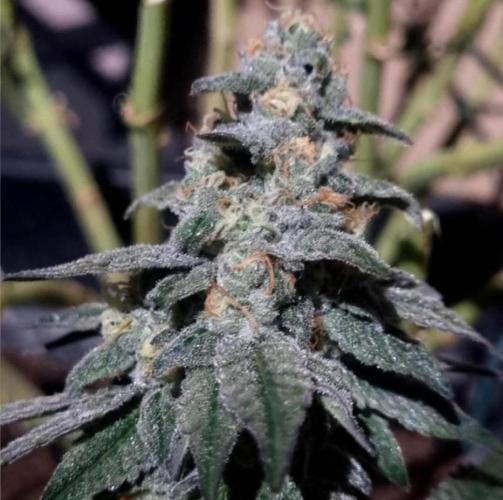 NoriCake - GreenHouseSeed. Week 14
