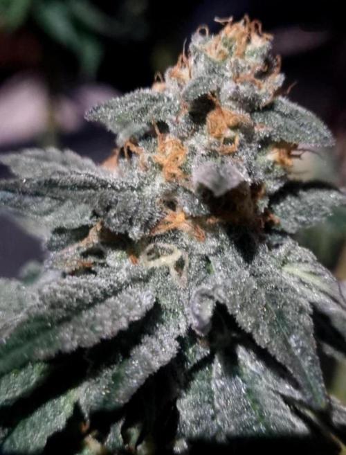 NoriCake - GreenHouseSeed. Week 14