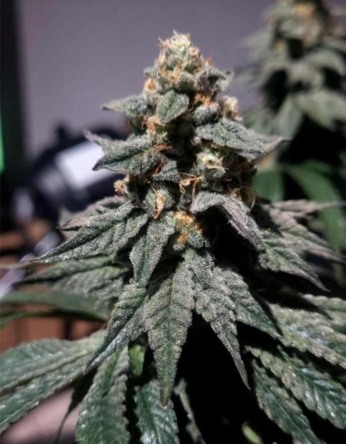 NoriCake - GreenHouseSeed. Week 14