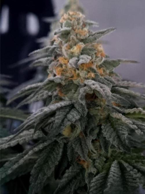 NoriCake - GreenHouseSeed. Week 14