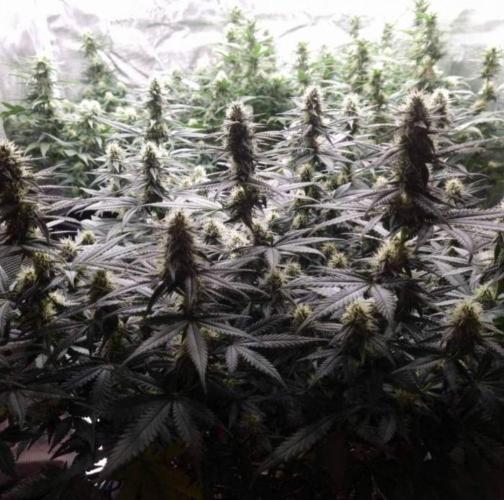 JackHerrer - GreenHouseSeed. Week 9