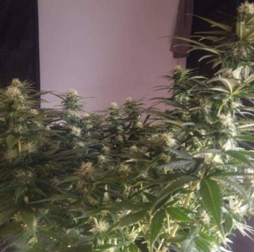 JackHerrer - GreenHouseSeed. Week 9