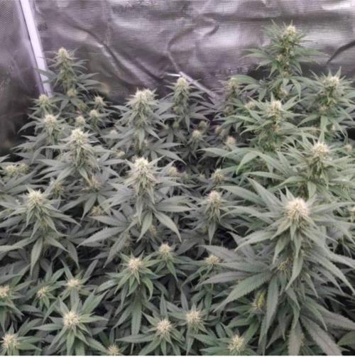 JackHerrer - GreenHouseSeed. Week 9