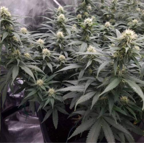 JackHerrer - GreenHouseSeed. Week 9