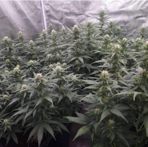 JackHerrer - GreenHouseSeed. Week 9