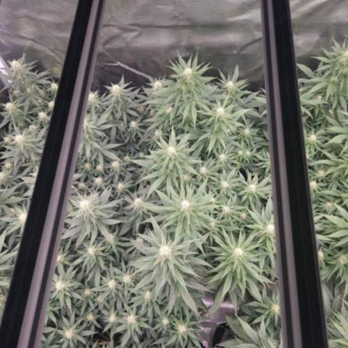 Jack Herer. Week 9