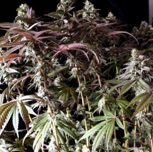NoriCake - GreenHouseSeed. Week 15