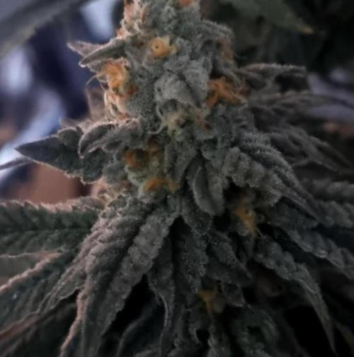 NoriCake - GreenHouseSeed. Week 15