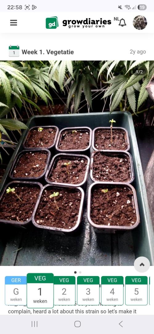 BananaKrumble - GreenHouseSeed. Week 1