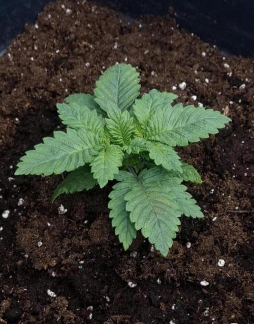 BananaKrumble - GreenHouseSeed. Week 2
