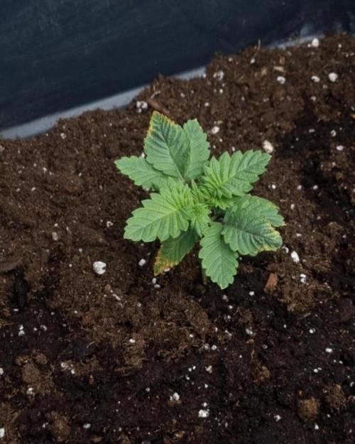 BananaKrumble - GreenHouseSeed. Week 2