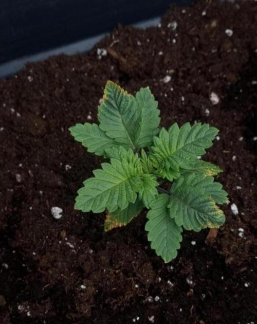 BananaKrumble - GreenHouseSeed. Week 2