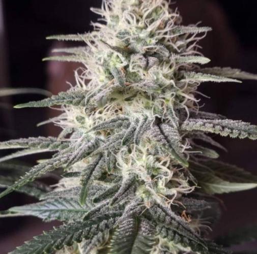 JackHerrer - GreenHouseSeed. Week 10