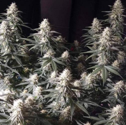 JackHerrer - GreenHouseSeed. Week 10