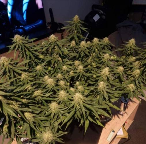 JackHerrer - GreenHouseSeed. Week 10