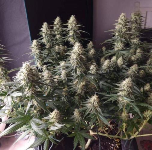 JackHerrer - GreenHouseSeed. Week 10