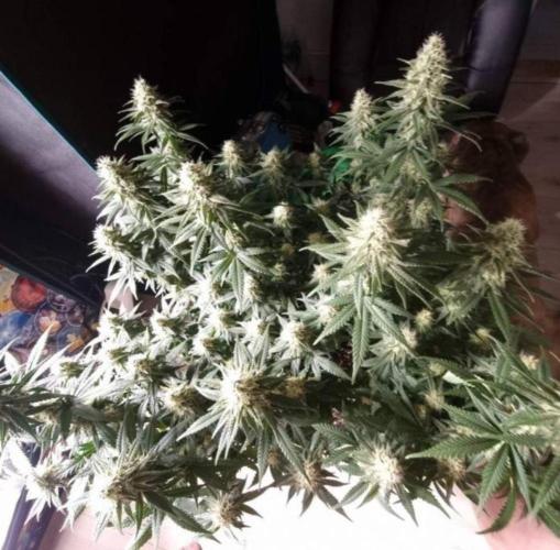 Jack Herer. Week 10