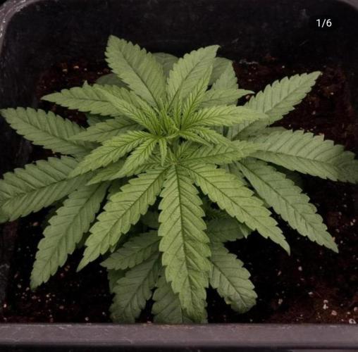 BananaKrumble - GreenHouseSeed. Week 3