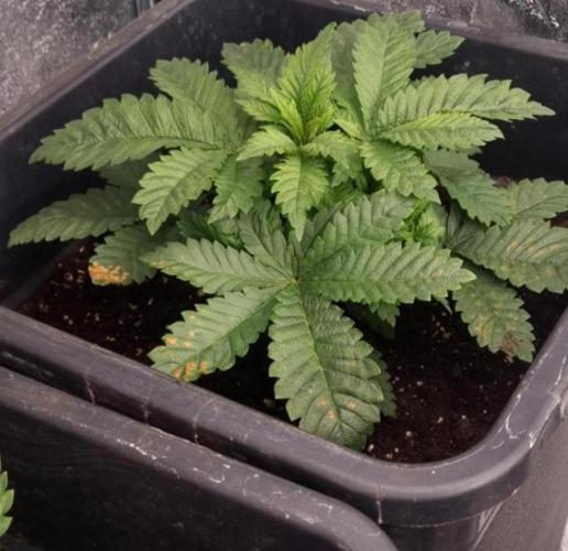BananaKrumble - GreenHouseSeed. Week 3