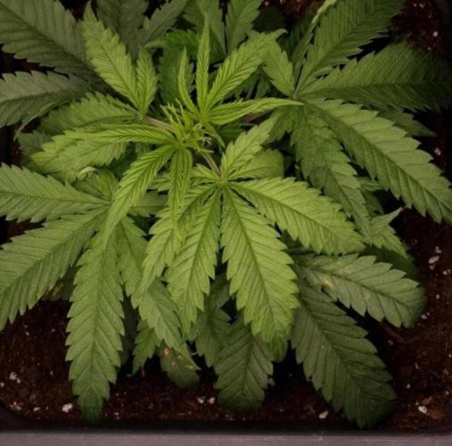 BananaKrumble - GreenHouseSeed. Week 4