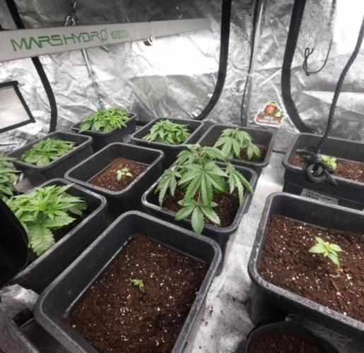 BananaKrumble - GreenHouseSeed. Week 4