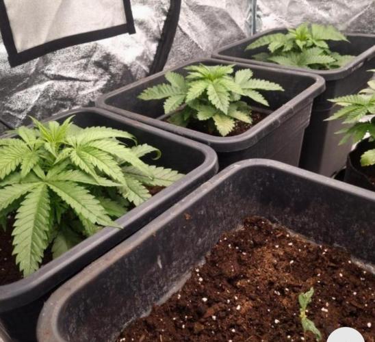 BananaKrumble - GreenHouseSeed. Week 4