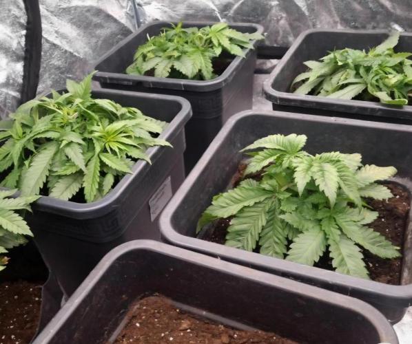 BananaKrumble - GreenHouseSeed. Week 4